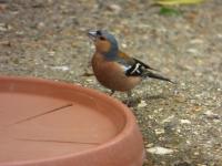 Male Chaffinch, so beautiful,