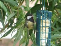 Great tit attracted to the feeder with home made fat balls 
using lard and Twootz feed mixed together