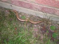 Slow worm