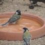 Two Great Tits sharing a bath