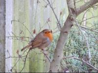 Robin taking sentry duty