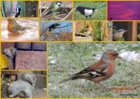 Collage I made of some of my back garden visitors