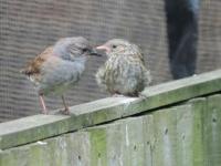 Dunnocks, Parent with chick.....