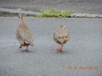 Red legged partridge brace, Just been round the gardens for their evening feed