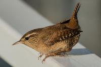 This 'Jenny' Wren was singing it's heart out.The closer I got the more interested it became.