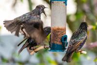 The Starlings just love their Twooze Meal Worms!