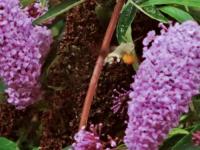 The Humming Hawk Moth was back in the back garden