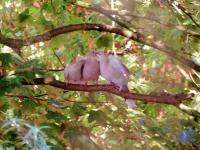 Two young(squabs) collared doves getting fed Milk that is produced in the crop of both male and female dove.