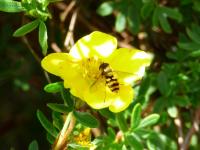 Hover Fly in my front garden