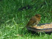 Young Robin after the Twootz feed.