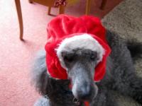 Jet trying on his Xmas hat