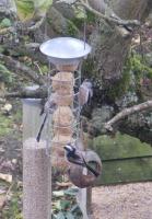 Long tailed tits