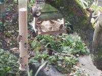 A goldfinch munch-in