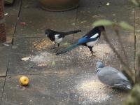 Two magpies, one pigeon and an apple.