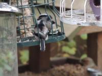 Long tailed tits