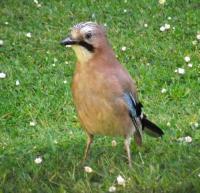 Jay in my back garden