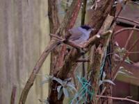 Black Cap after the suet