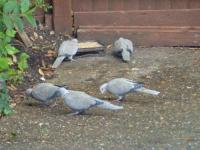 Collared Doves after Twootz..