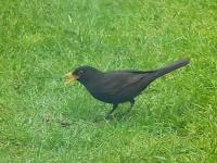 Male Blackbird singing while looking for feed for it's young.He's keeping in touch with his family and I dare say his Mrs  is now sitting on the next future clutch as this generation near on fully fledged.