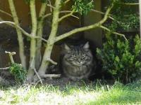 Clancy from next door. She had a habit of sleeping out on the garage roof but sadly one early summer's morning she went missing. Do have a lot of birds of prey passing through plus do hear the local foxes