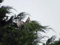 Both the Missile thrush and woodpigeon nest in the leylandi next door. The tree was only healed into the ground some 30 years ago but so tall now you can make it out on Google Maps,,,Birds and squirrels love these trees but they do block sunlight out