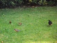 Back L-R, Green Finch, Female Chaffinch, Male Blackbird
Front Male Chaffinch. Sprinkle some Twootz on the lawn and get results.