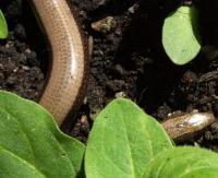 Slow worm has been living in my front garden for years.