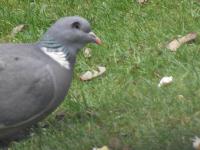 Though blind in the right eye this female managed with the help of her male to bring up 4 squabs over a two year period. I blew up the photo and saw what looked like a slug from an air rifle. Did not report to RSPCB as she had young