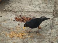 Blackbird "I think I'll try the mealworms first."
