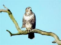 My garden backs onto a field, and everyday, for over a year now, I've been feeding a buzzard. Billy I call him. He loves chicken thighs and drumsticks, raw. Costs me a fortune, but so does feeding garden birds.