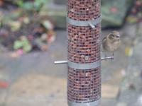 Female chaffinch