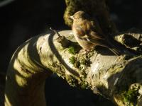 Mrs. Chaffinch enjoying some December sunshine