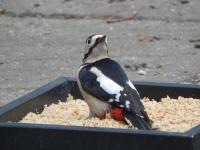 Great Spotted Woodpecker posing for the camera