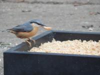 Nuthatch loves my homemade bird food