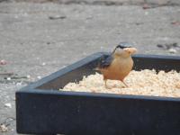 Nuthatch enjoying my home made bird food