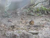 Song Thrush