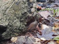 Wren looking for grubs