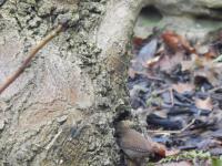 Wren looking for grubs