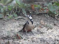 Great Spotted Woodpecker at home eating from the ground