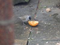 Male blackcap enjoying some apple.