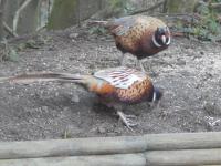 Some Pheasant that venture into the garden