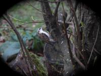 Comes in the garden everyday and even feeds from the suet holder