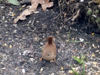 The wren kept still for just long enough for me to take the photo!