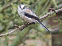 Long tailed tit stopped long enough to pose for a photo!