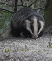 The Badger was out early tonight at 6pm for his peanuts