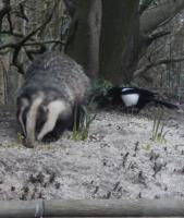 Badger and Magpie sharing the peanuts