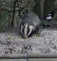 Magpie getting the needle with the Badger