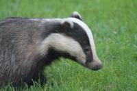 This is one of our Peanut munching Badgers who have been coming to our house for the past 10 years tho probably different generations. We have had as many as 8 at one time tho mostly 3 or 4 at a time. Cute but definitely totally wild.