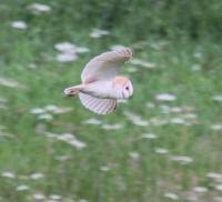 Beautiful Barn Owl quartering one of our hay paddocks.