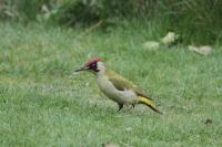 Green Woodpecker looking for Ants. Taken from Kitchen window.